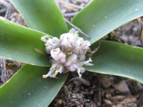 Lachenalia pusilla