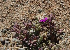 Sesuvium sesuvioides