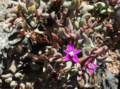 Sesuvium sesuvioides