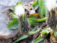 Scorzoneroides montana
