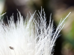 Scorzoneroides montana