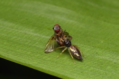 Indopadilla kodagura