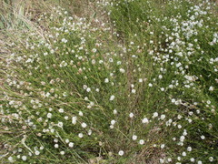 Dalea multiflora