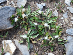 Scorzoneroides montana