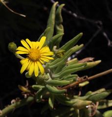 Osteospermum polycephalum