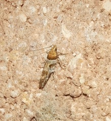 Aristotelia devexella