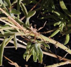 Osteospermum polycephalum