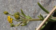 Osteospermum polycephalum