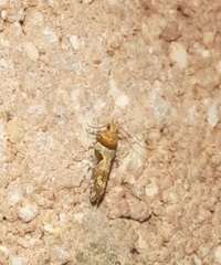 Aristotelia devexella