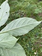 Syringa × henryi