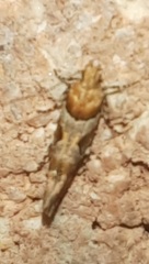 Aristotelia devexella