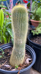 Cephalocereus polylophus