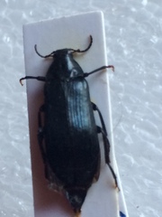 Melandrya caraboides