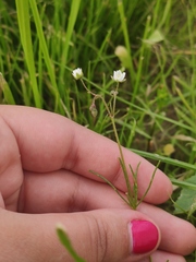 Spergula arvensis