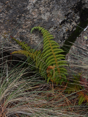 Polystichum speciosissimum