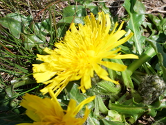 Crepis terglouensis