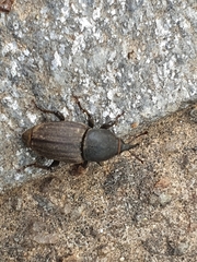Sphenophorus striatopunctatus