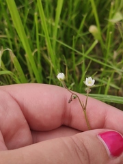 Spergula arvensis
