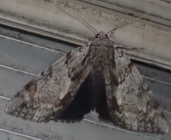 Catocala insolabilis