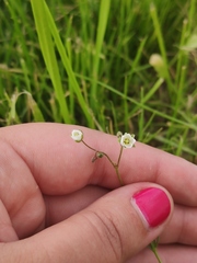 Spergula arvensis