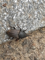 Sphenophorus striatopunctatus