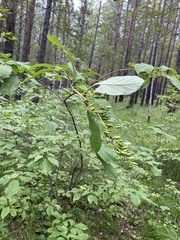 Syringa × henryi