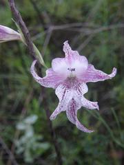 Gladiolus maculatus