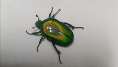 Heterorrhina elegans