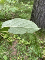 Syringa × henryi