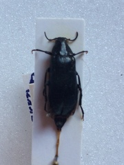 Melandrya caraboides