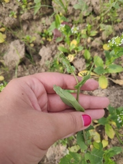 Brassica rapa campestris