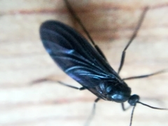 Sciara hemerobioides