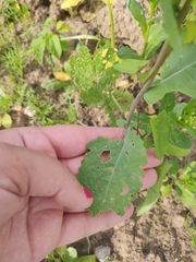 Brassica rapa campestris