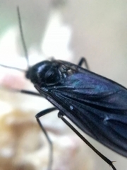 Sciara hemerobioides