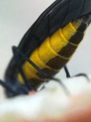 Sciara hemerobioides