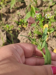 Brassica rapa campestris
