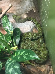 Protobothrops mangshanensis