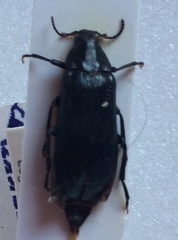 Melandrya caraboides