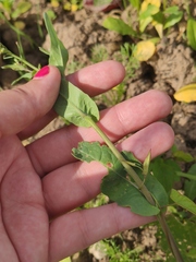 Brassica rapa campestris