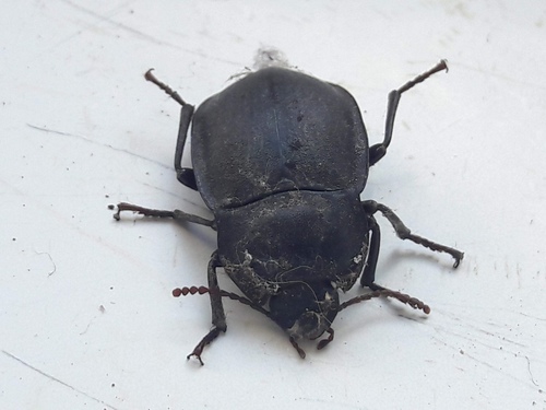 Mimopeus opaculus photo 4