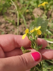 Raphanus raphanistrum