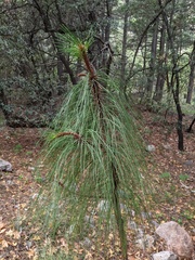 Pinus engelmannii