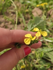 Raphanus raphanistrum