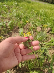 Raphanus raphanistrum