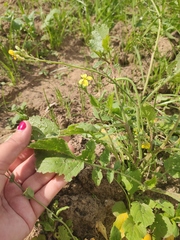 Raphanus raphanistrum