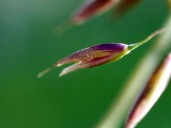 Calamagrostis varia