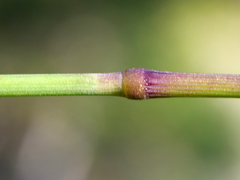 Calamagrostis varia