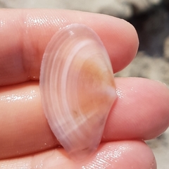 Bosemprella incarnata