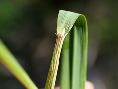 Calamagrostis varia