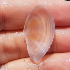 Bosemprella incarnata